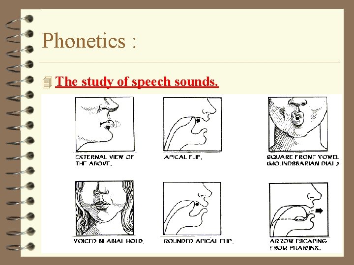 Phonetics : 4 The study of speech sounds. 