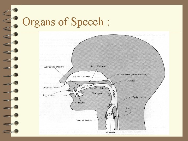 Organs of Speech : 