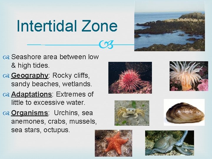 Intertidal Zone Seashore area between low & high tides. Geography: Rocky cliffs, sandy beaches,