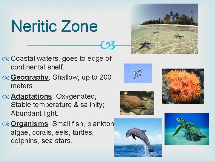 Neritic Zone Coastal waters; goes to edge of continental shelf. Geography: Shallow; up to