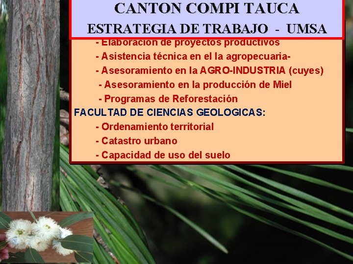 CANTON COMPI TAUCA CARRERA DE INGENIERIA ESTRATEGIA DE AGRONOMICA: TRABAJO - UMSA - Elaboración
