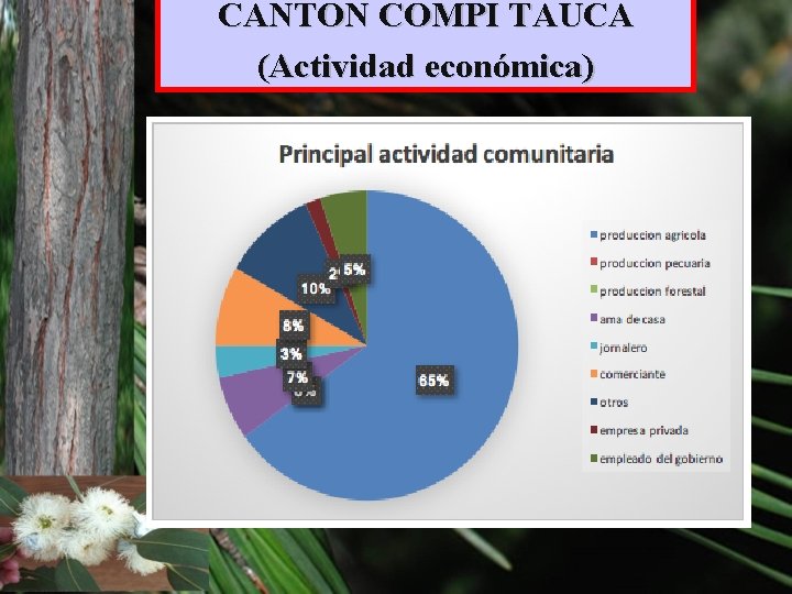 CANTON COMPI TAUCA (Actividad económica) 