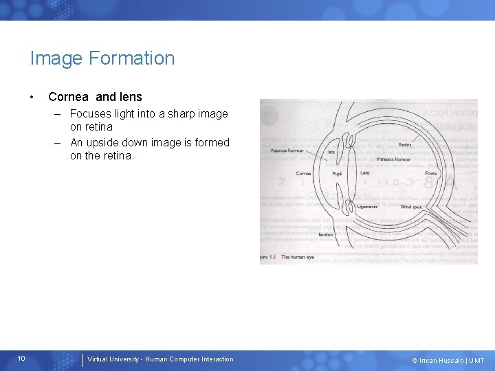 Image Formation • Cornea and lens – Focuses light into a sharp image on