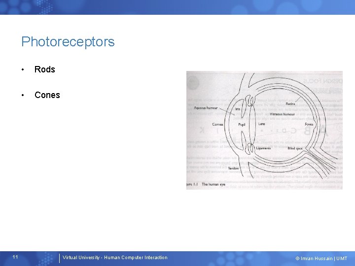 Photoreceptors 11 • Rods • Cones Virtual University - Human Computer Interaction © Imran