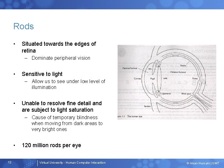 Rods • Situated towards the edges of retina – Dominate peripheral vision • Sensitive