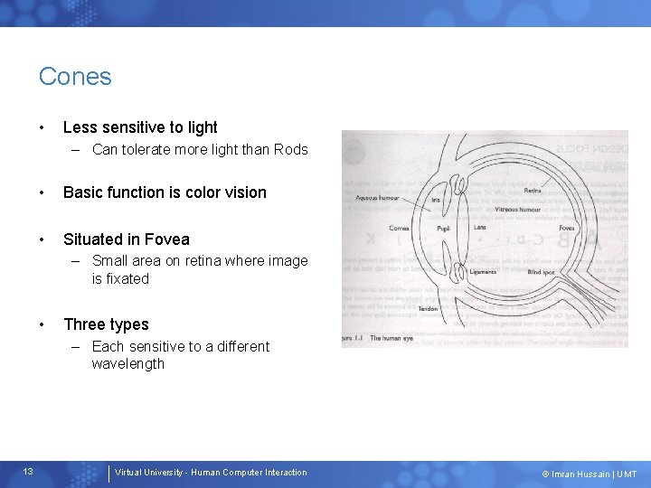 Cones • Less sensitive to light – Can tolerate more light than Rods •