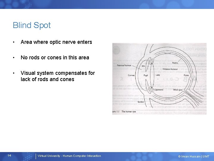 Blind Spot 14 • Area where optic nerve enters • No rods or cones