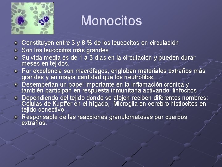 Monocitos Constituyen entre 3 y 8 % de los leucocitos en circulación Son los Monocitos Constituyen entre 3 y 8 % de los leucocitos en circulación Son los