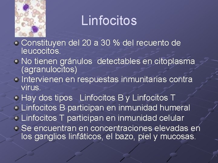 Linfocitos Constituyen del 20 a 30 % del recuento de leucocitos. No tienen gránulos Linfocitos Constituyen del 20 a 30 % del recuento de leucocitos. No tienen gránulos