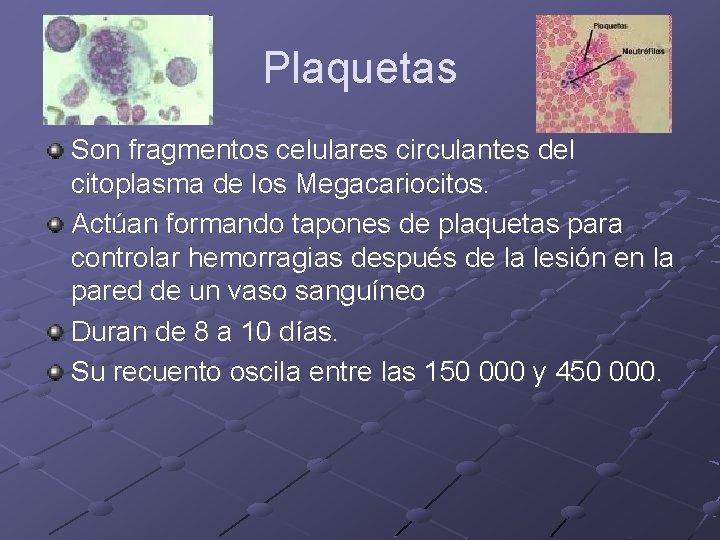 Plaquetas Son fragmentos celulares circulantes del citoplasma de los Megacariocitos. Actúan formando tapones de Plaquetas Son fragmentos celulares circulantes del citoplasma de los Megacariocitos. Actúan formando tapones de