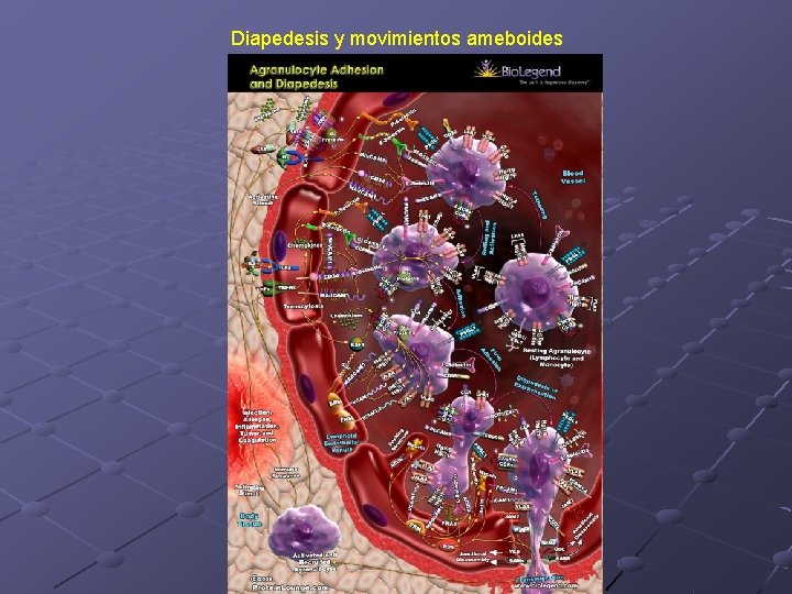 Diapedesis y movimientos ameboides Diapedesis y movimientos ameboides