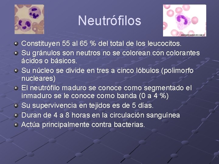 Neutrófilos Constituyen 55 al 65 % del total de los leucocitos. Su gránulos son Neutrófilos Constituyen 55 al 65 % del total de los leucocitos. Su gránulos son