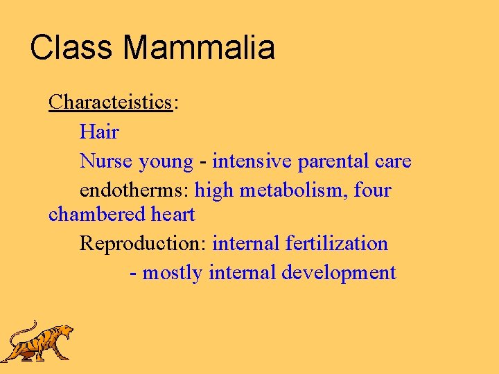 Class Mammalia Characteistics: Hair Nurse young - intensive parental care endotherms: high metabolism, four