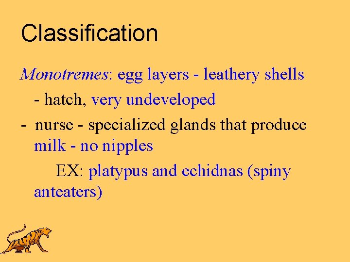 Classification Monotremes: egg layers - leathery shells - hatch, very undeveloped - nurse -