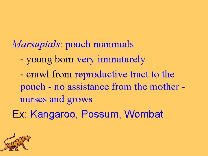 Marsupials: pouch mammals - young born very immaturely - crawl from reproductive tract to