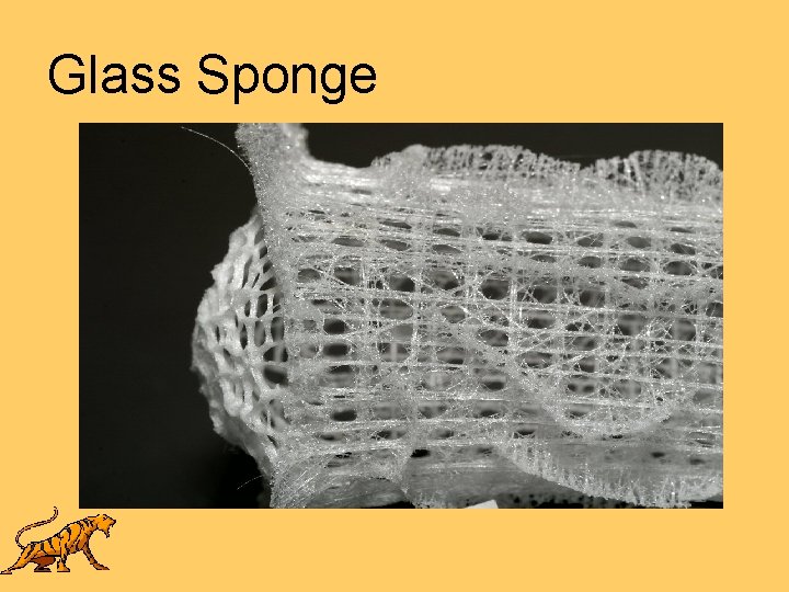 Glass Sponge 