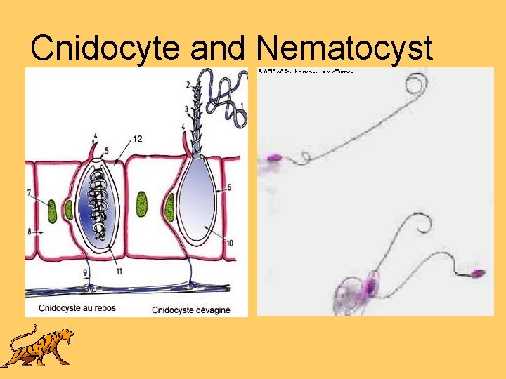 Cnidocyte and Nematocyst 