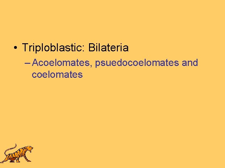  • Triploblastic: Bilateria – Acoelomates, psuedocoelomates and coelomates 