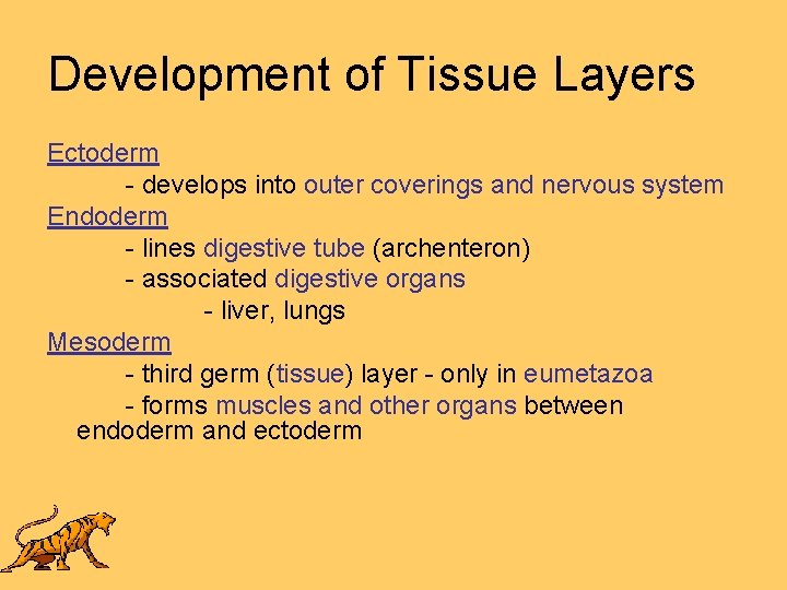 Development of Tissue Layers Ectoderm - develops into outer coverings and nervous system Endoderm