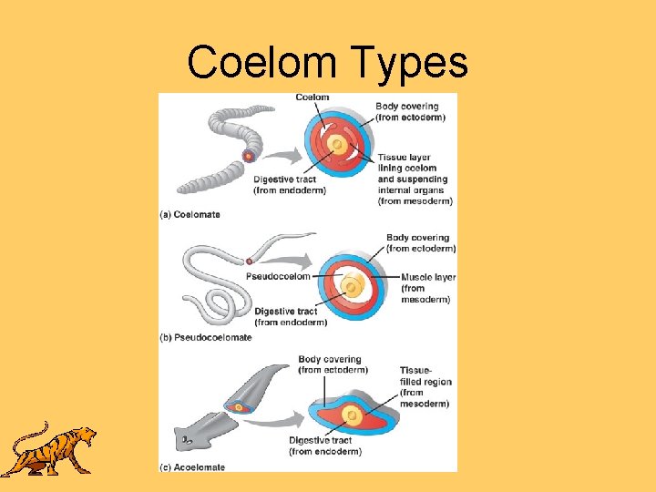 Coelom Types 