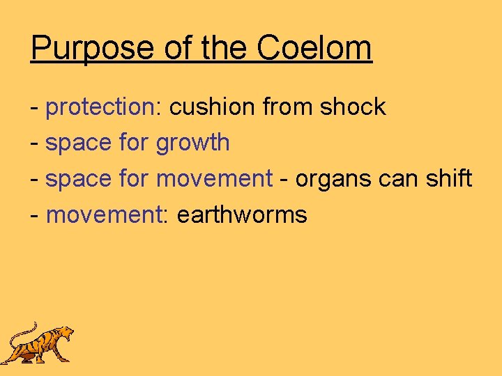 Purpose of the Coelom - protection: cushion from shock - space for growth -