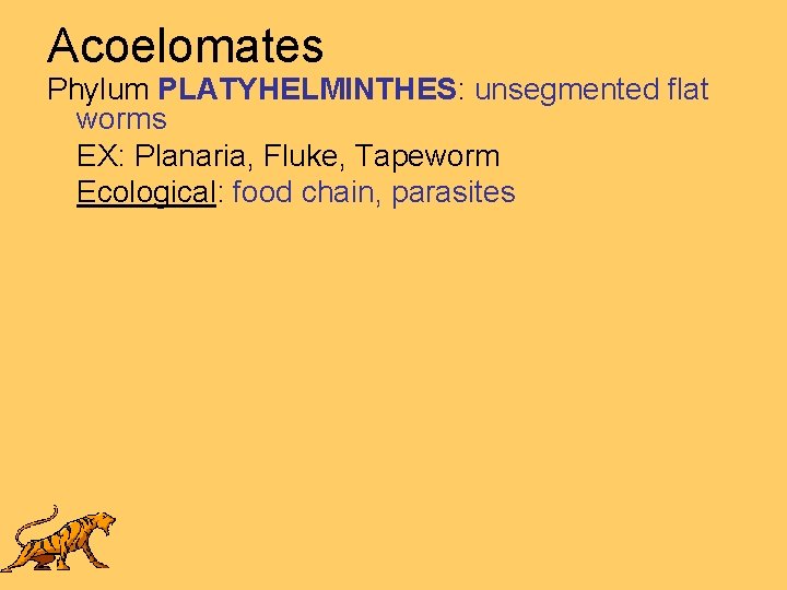 Acoelomates Phylum PLATYHELMINTHES: unsegmented flat worms EX: Planaria, Fluke, Tapeworm Ecological: food chain, parasites