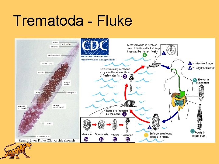 Trematoda - Fluke 