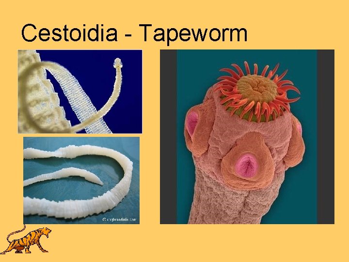 Cestoidia - Tapeworm 