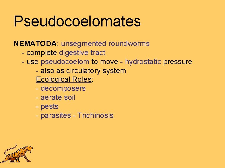Pseudocoelomates NEMATODA: unsegmented roundworms - complete digestive tract - use pseudocoelom to move -