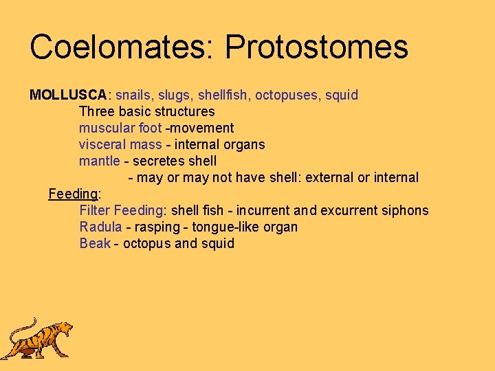 Coelomates: Protostomes MOLLUSCA: snails, slugs, shellfish, octopuses, squid Three basic structures muscular foot -movement