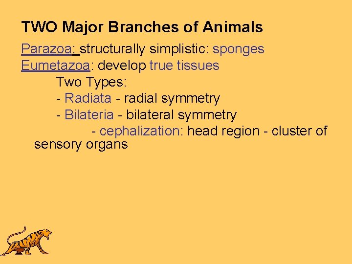 TWO Major Branches of Animals Parazoa: structurally simplistic: sponges Eumetazoa: develop true tissues Two