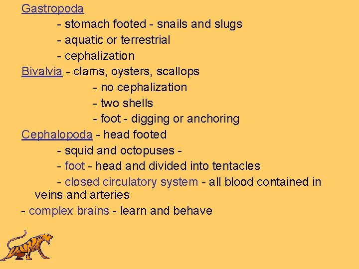 Gastropoda - stomach footed - snails and slugs - aquatic or terrestrial - cephalization