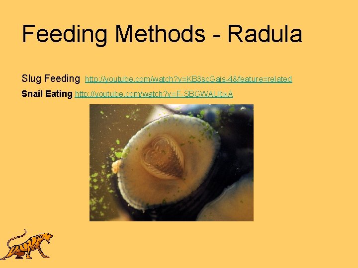 Feeding Methods - Radula Slug Feeding http: //youtube. com/watch? v=KB 3 sc. Gais-4&feature=related Snail