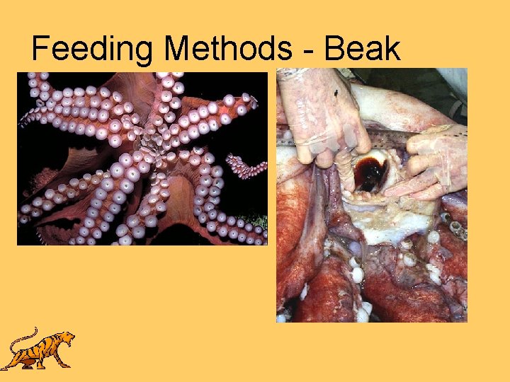 Feeding Methods - Beak 