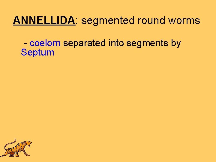 ANNELLIDA: segmented round worms - coelom separated into segments by Septum 
