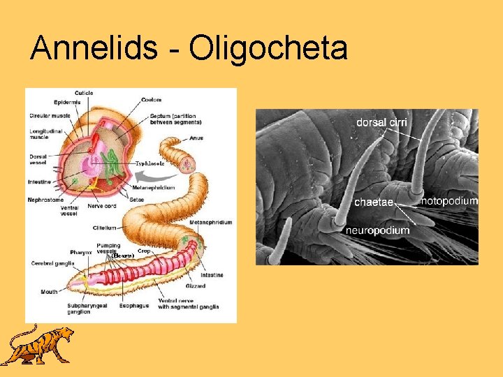 Annelids - Oligocheta 