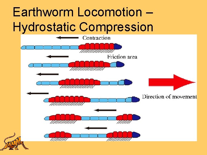 Earthworm Locomotion – Hydrostatic Compression 