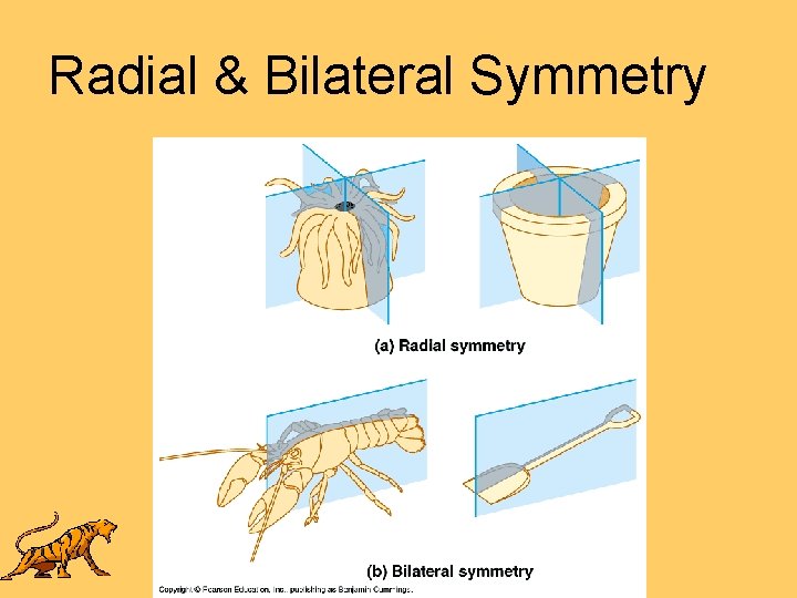 Radial & Bilateral Symmetry 