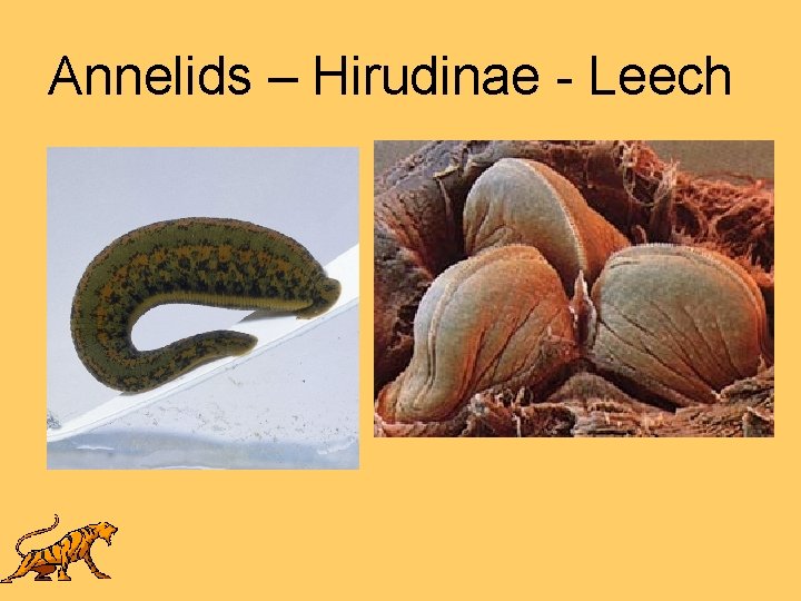 Annelids – Hirudinae - Leech 