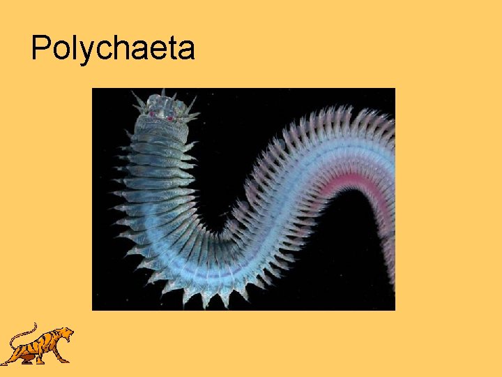 Polychaeta 