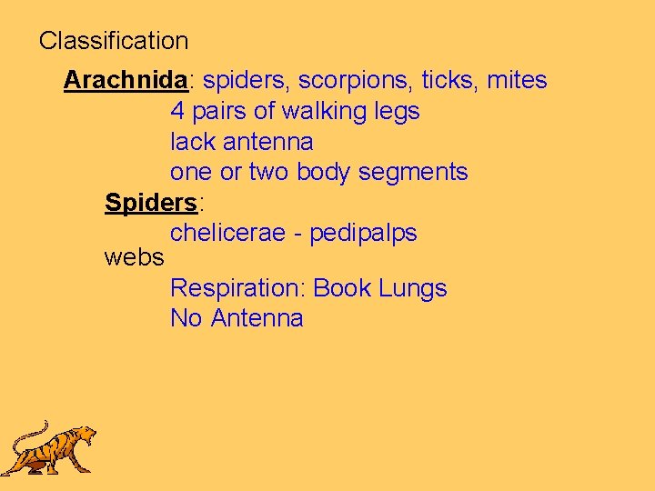 Classification Arachnida: spiders, scorpions, ticks, mites 4 pairs of walking legs lack antenna one