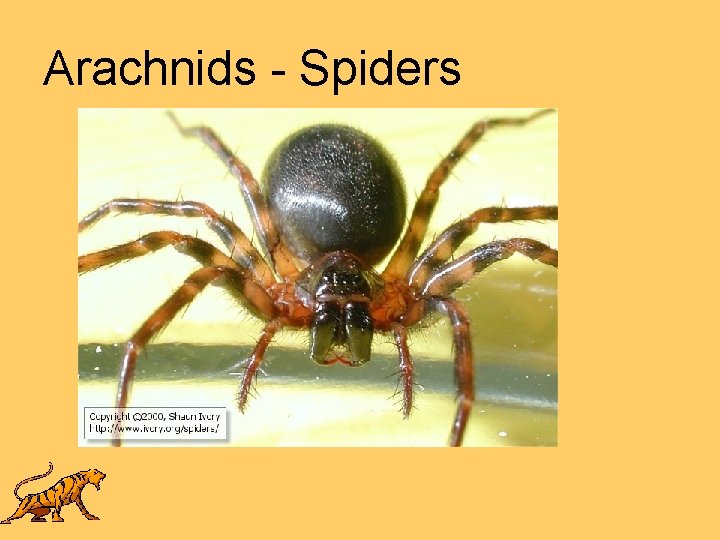 Arachnids - Spiders 