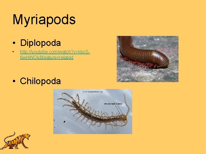 Myriapods • Diplopoda • http: //youtube. com/watch? v=kkx. S 6 w. HWOk&feature=related • Chilopoda