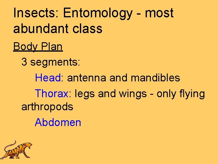 Insects: Entomology - most abundant class Body Plan 3 segments: Head: antenna and mandibles