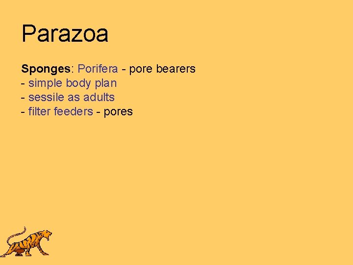 Parazoa Sponges: Porifera - pore bearers - simple body plan - sessile as adults