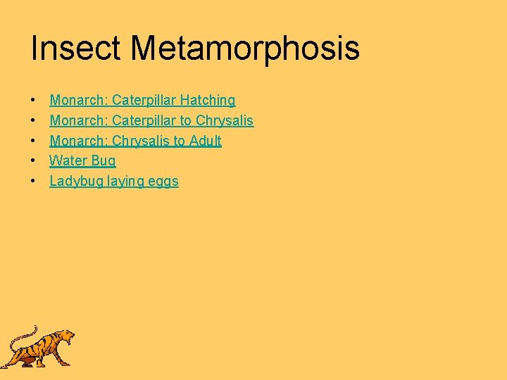 Insect Metamorphosis • • • Monarch: Caterpillar Hatching Monarch: Caterpillar to Chrysalis Monarch: Chrysalis