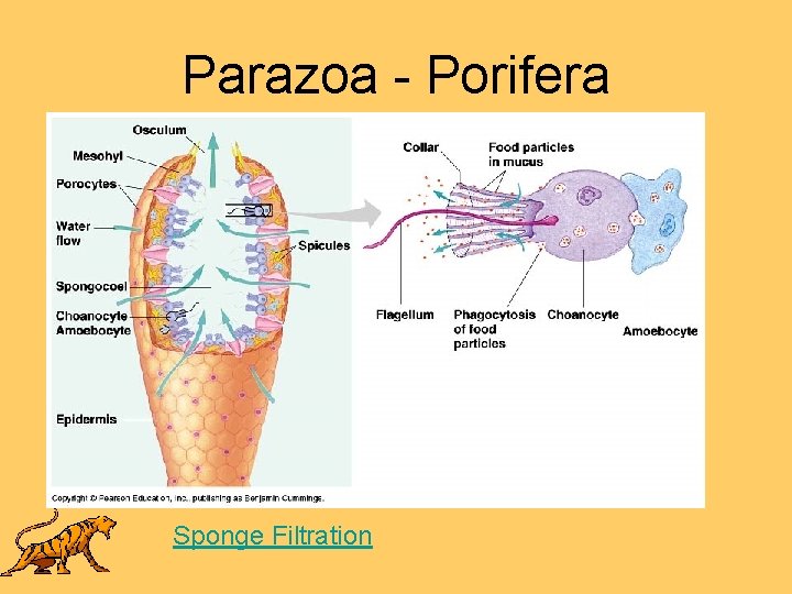 Parazoa - Porifera Sponge Filtration 