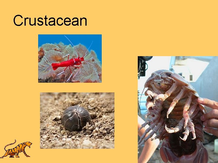 Crustacean 