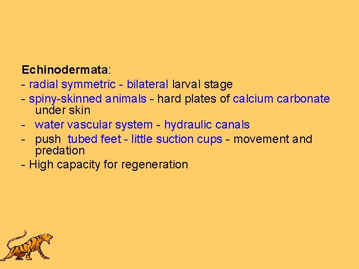 Echinodermata: - radial symmetric - bilateral larval stage - spiny-skinned animals - hard plates