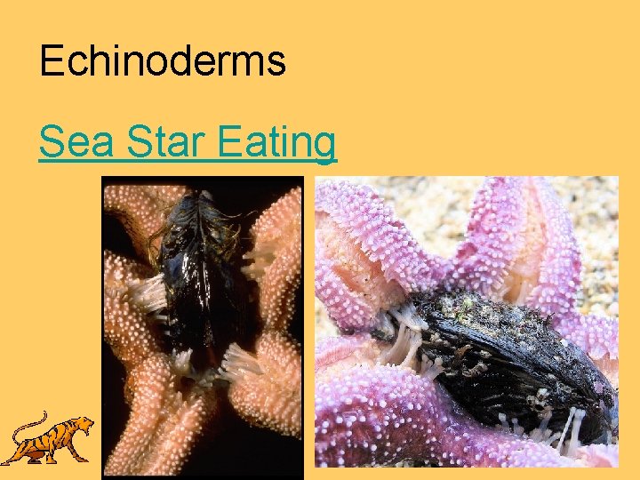 Echinoderms Sea Star Eating 
